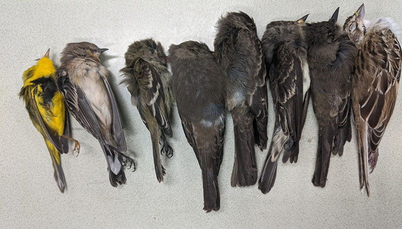 NMSU researcher warns massive bird-die off 'is an alarm' | Las